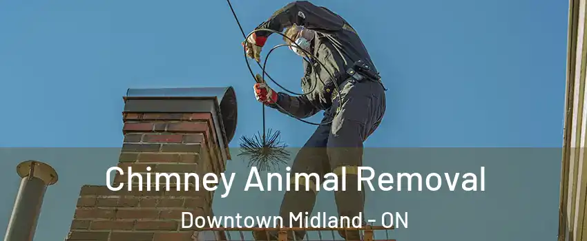  Chimney Animal Removal Downtown Midland - ON