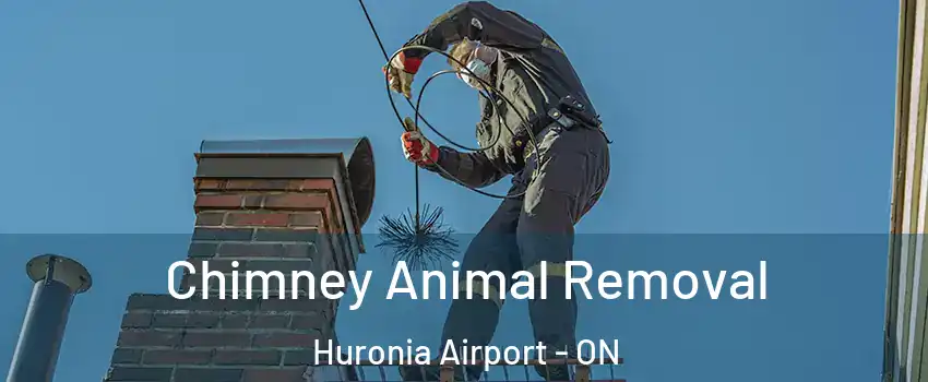  Chimney Animal Removal Huronia Airport - ON