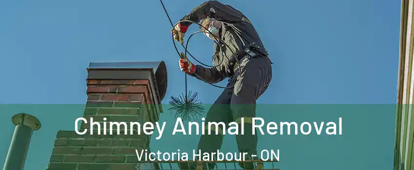  Chimney Animal Removal Victoria Harbour - ON