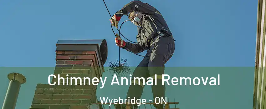  Chimney Animal Removal Wyebridge - ON